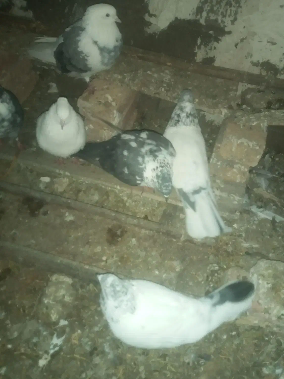 کفتر خوب|پرنده|مشگین شهر, |دیوار