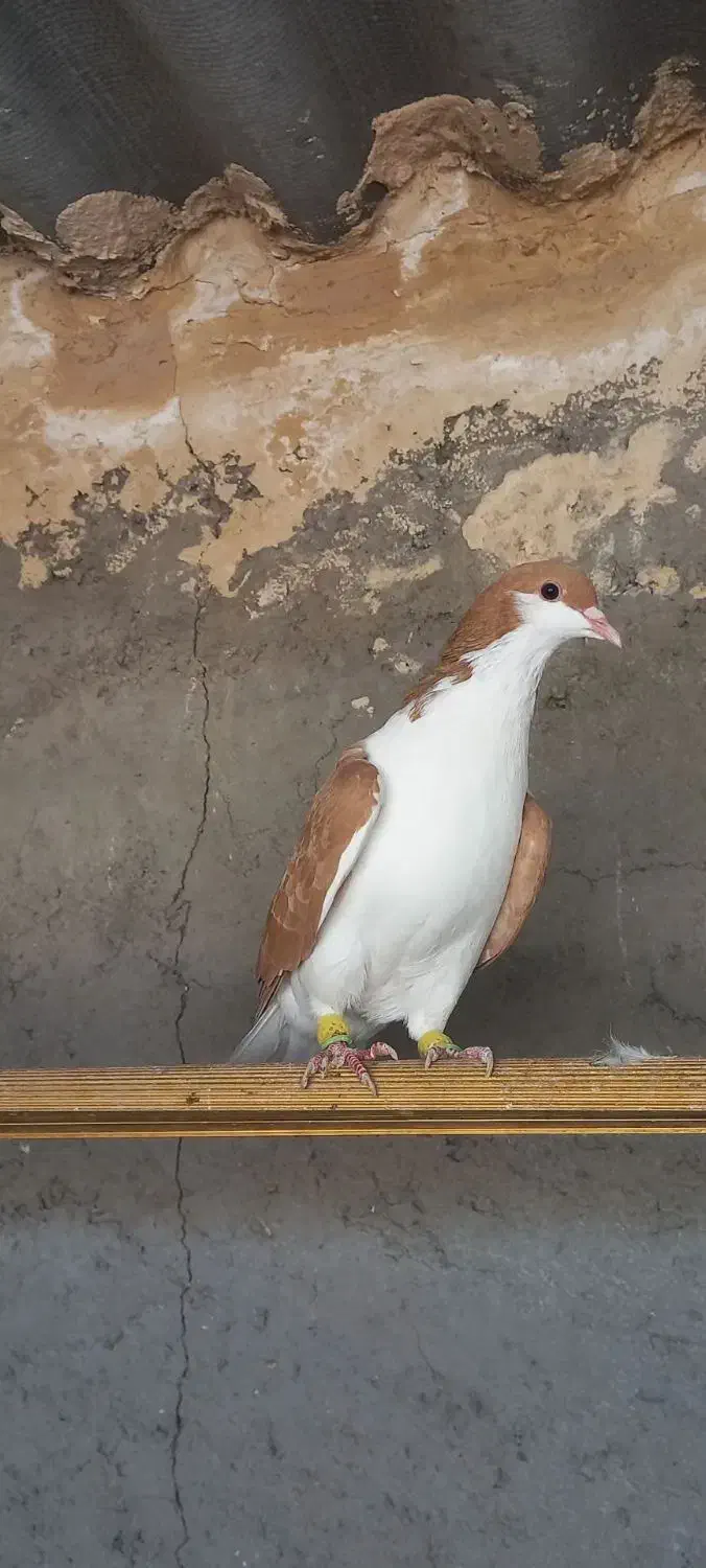 خوشرنگ زرد|پرنده|قزوین, |دیوار