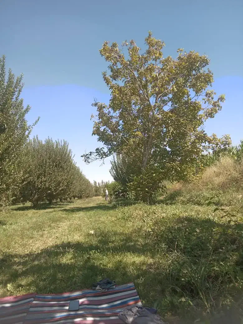 فروش یک قطعه باغ سیب ۲۰ساله|فروش زمین و ملک کلنگی|شاهین دژ, |دیوار