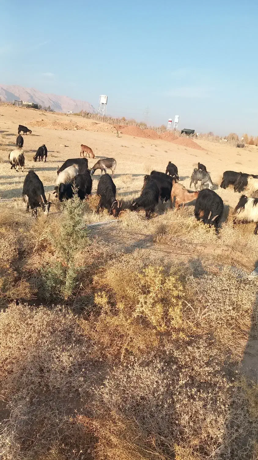 بز کهره دار جوان|حیوانات مزرعه|صدرا-فارس, فاز ۱|دیوار