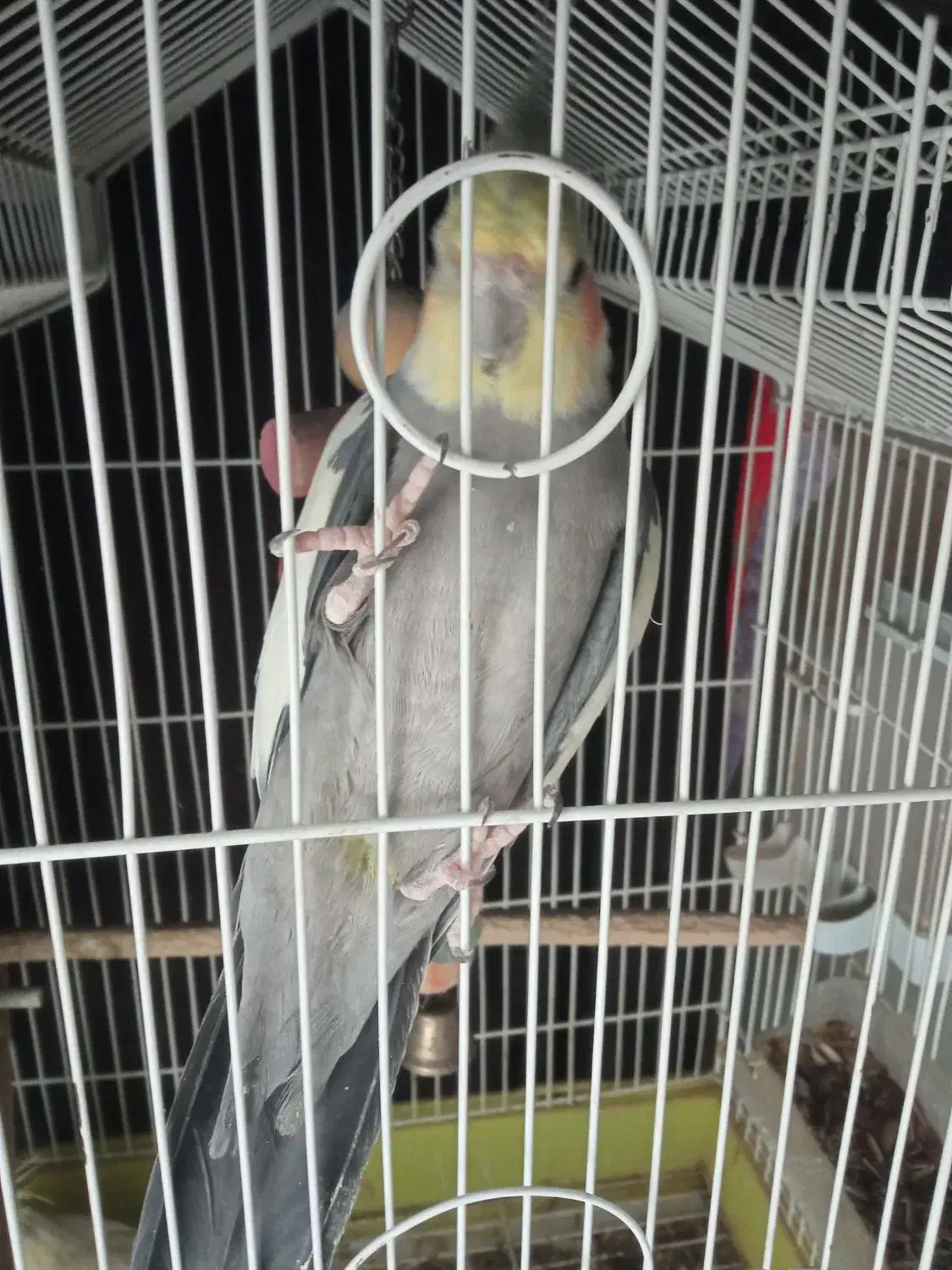 عروس هلندی نر بالغ|پرنده|پاکدشت, پاکدشت (مامازند)|دیوار