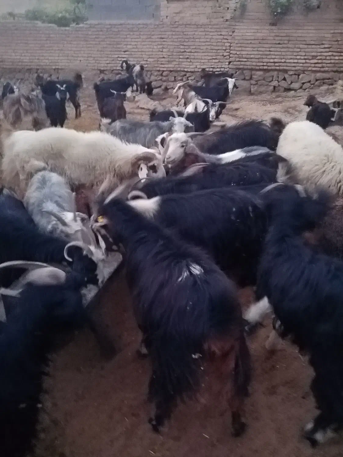 بز وکهره|حیوانات مزرعه|مرودشت, تخت جمشید|دیوار