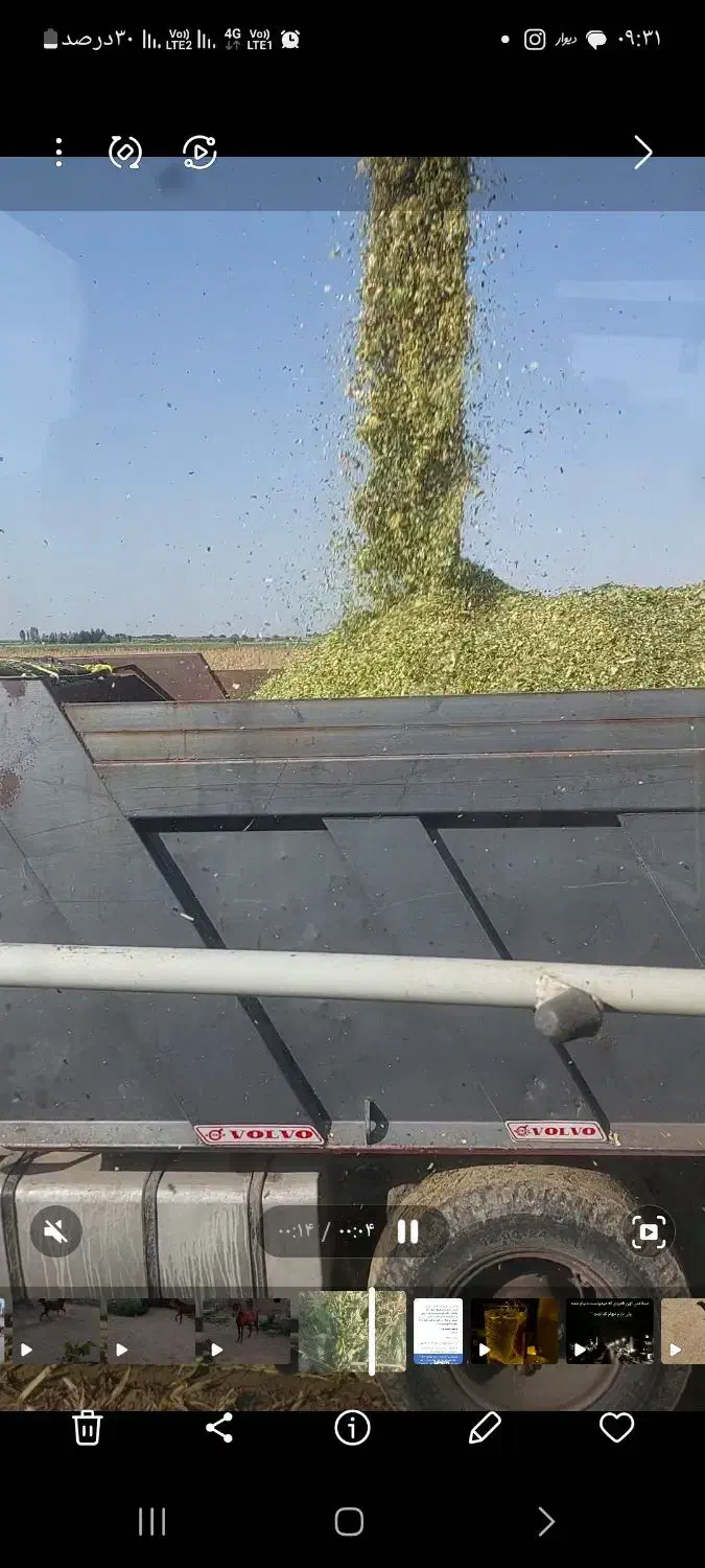 علوفه ذرت|عمده‌فروشی|میاندوآب, |دیوار