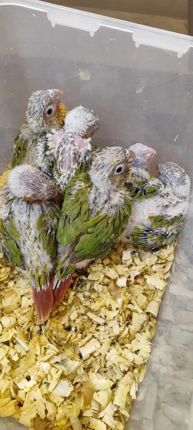 جوجه گیرینچیک|پرنده|هشتگرد, هیو|دیوار