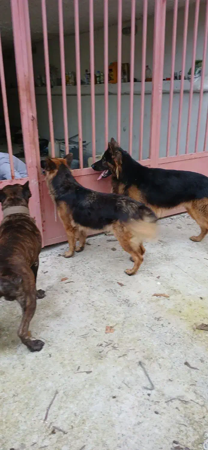 واگذاری سگ ژرمن|سگ|کلاچای, |دیوار