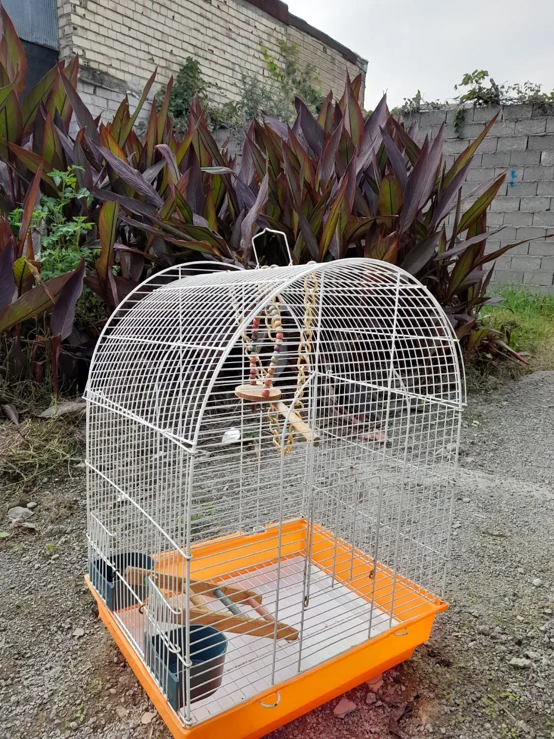 قفس پرنده|لوازم جانبی حیوانات|رشت, پیرکلاچای|دیوار