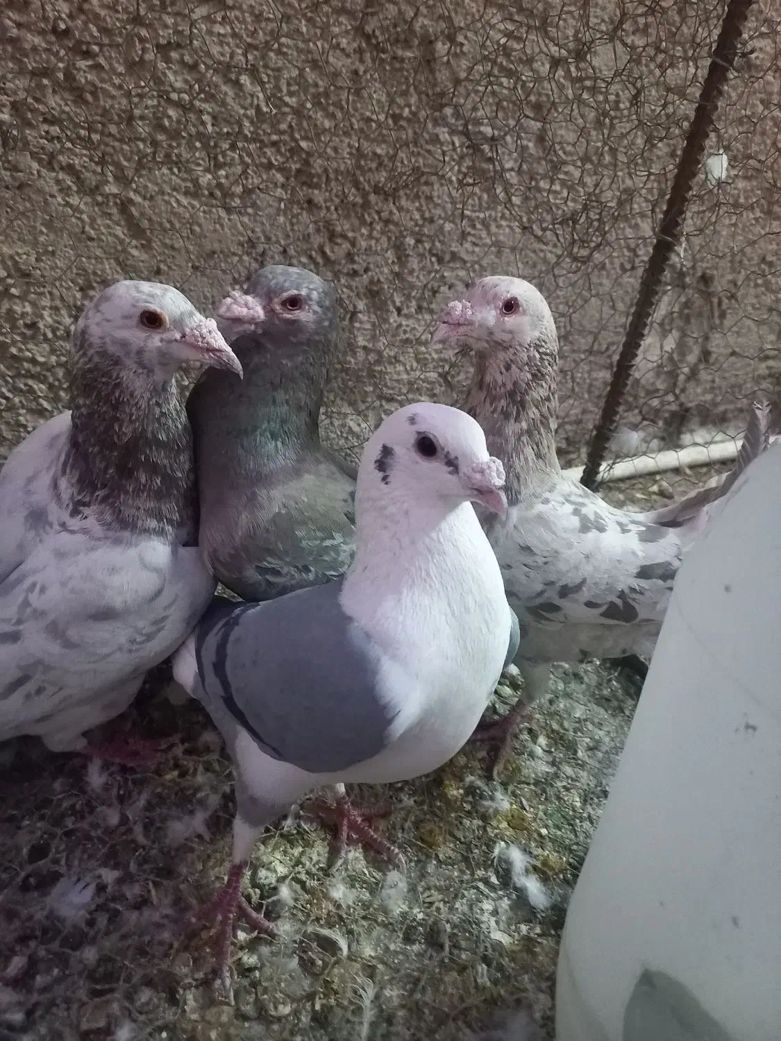 کبوترهفت رنگ سار سرور.پشتدار آلمانی|پرنده|پاکدشت, پاکدشت (مامازند)|دیوار