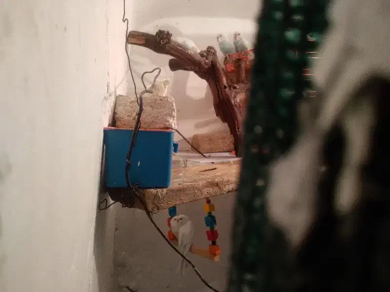 مرغ عشق|پرنده|کوهبنان, |دیوار