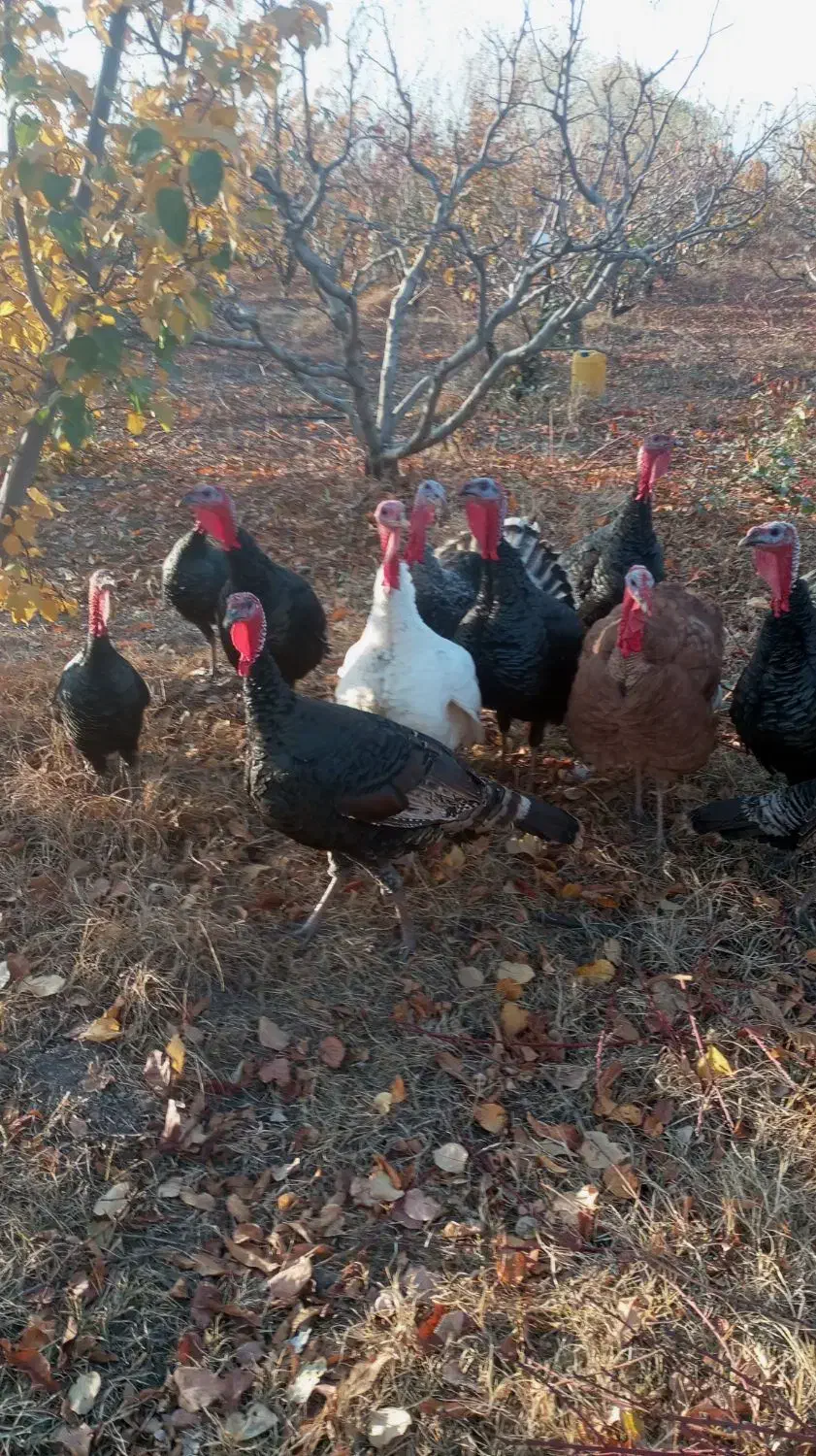 بوقلمون|حیوانات مزرعه|مشگین شهر, |دیوار