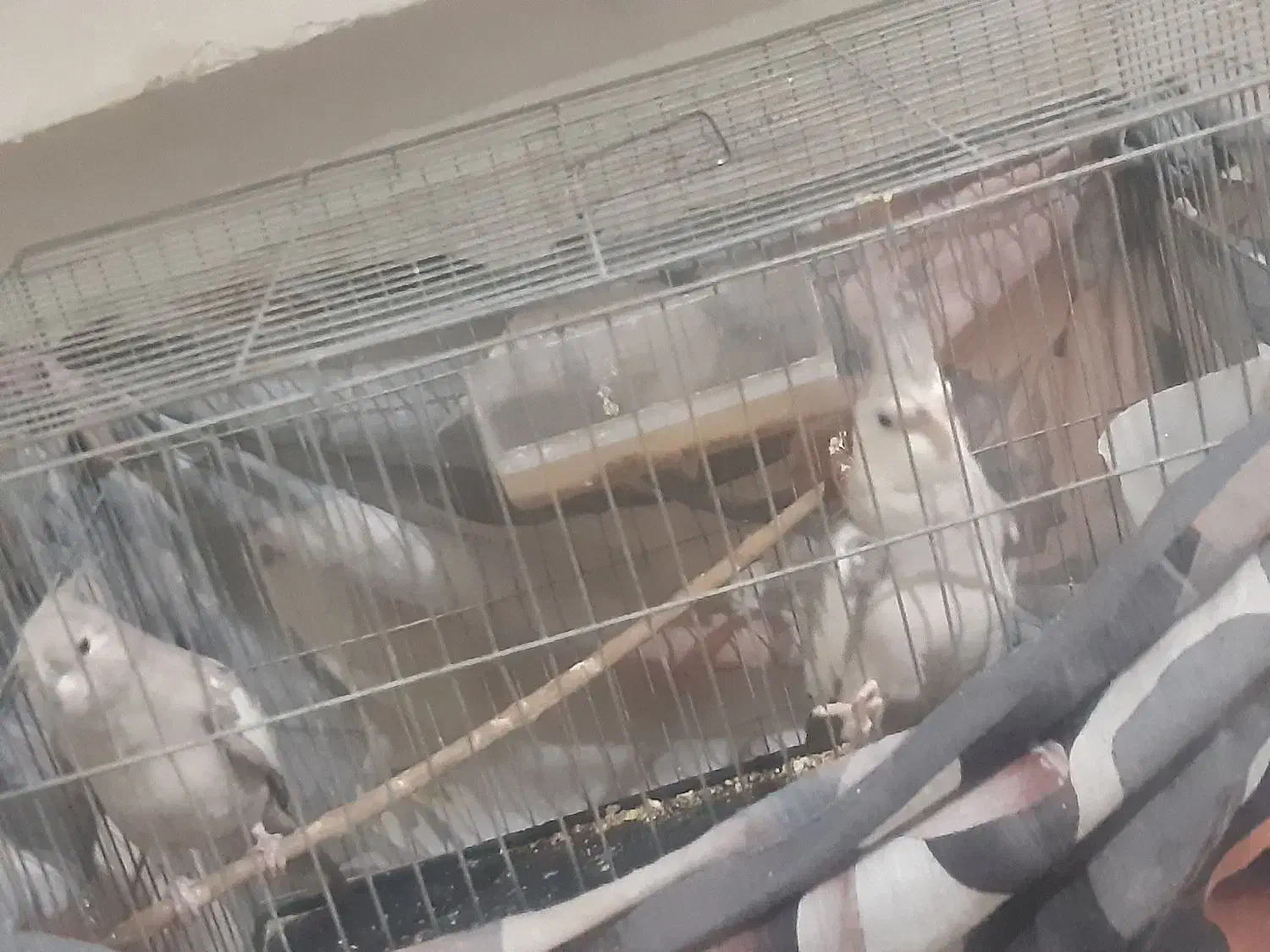 عروس هلندی|پرنده|پاکدشت, خاتون آباد|دیوار