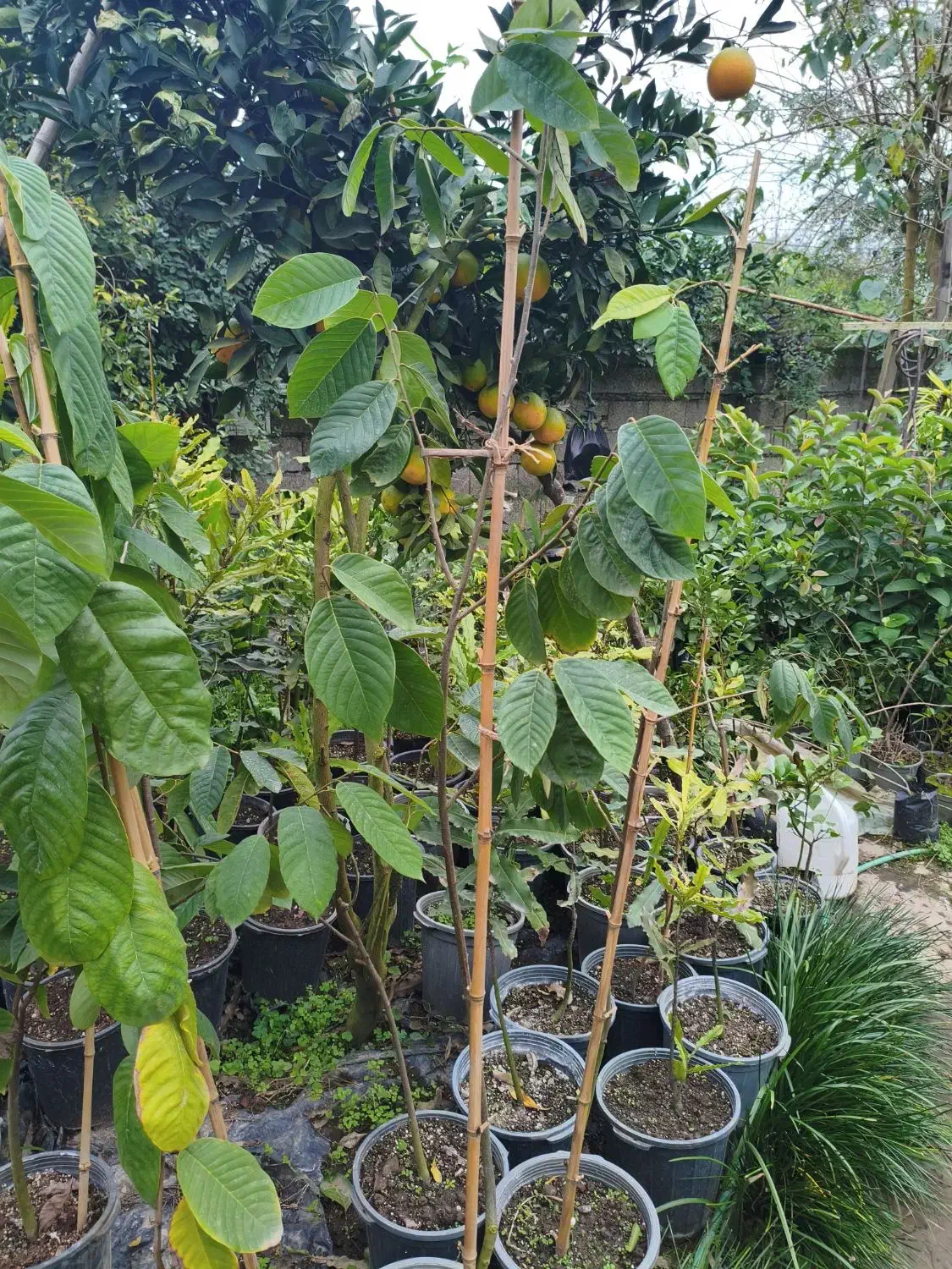 نهال چری مویا|خدمات باغبانی و درختکاری|لاهیجان, آهندان|دیوار