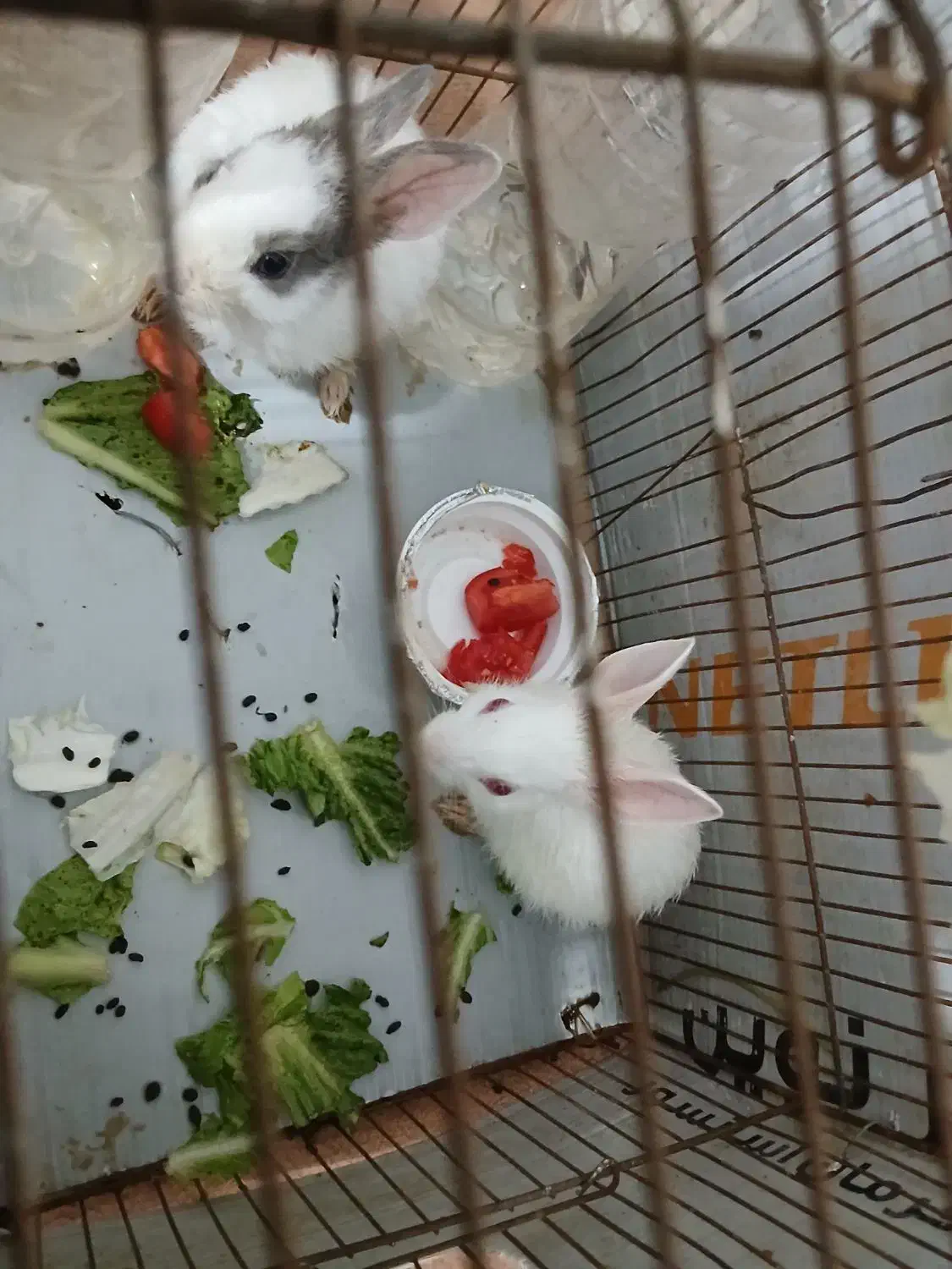 دوعددخرگوش|موش و خرگوش|آبادان, |دیوار