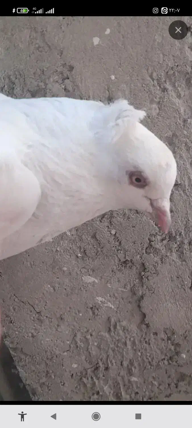 ی جوجه کبوتر سفید کاکلی تازه دون خور شده گم شده|پرنده|نجف‌آباد, مزرعه طالب|دیوار