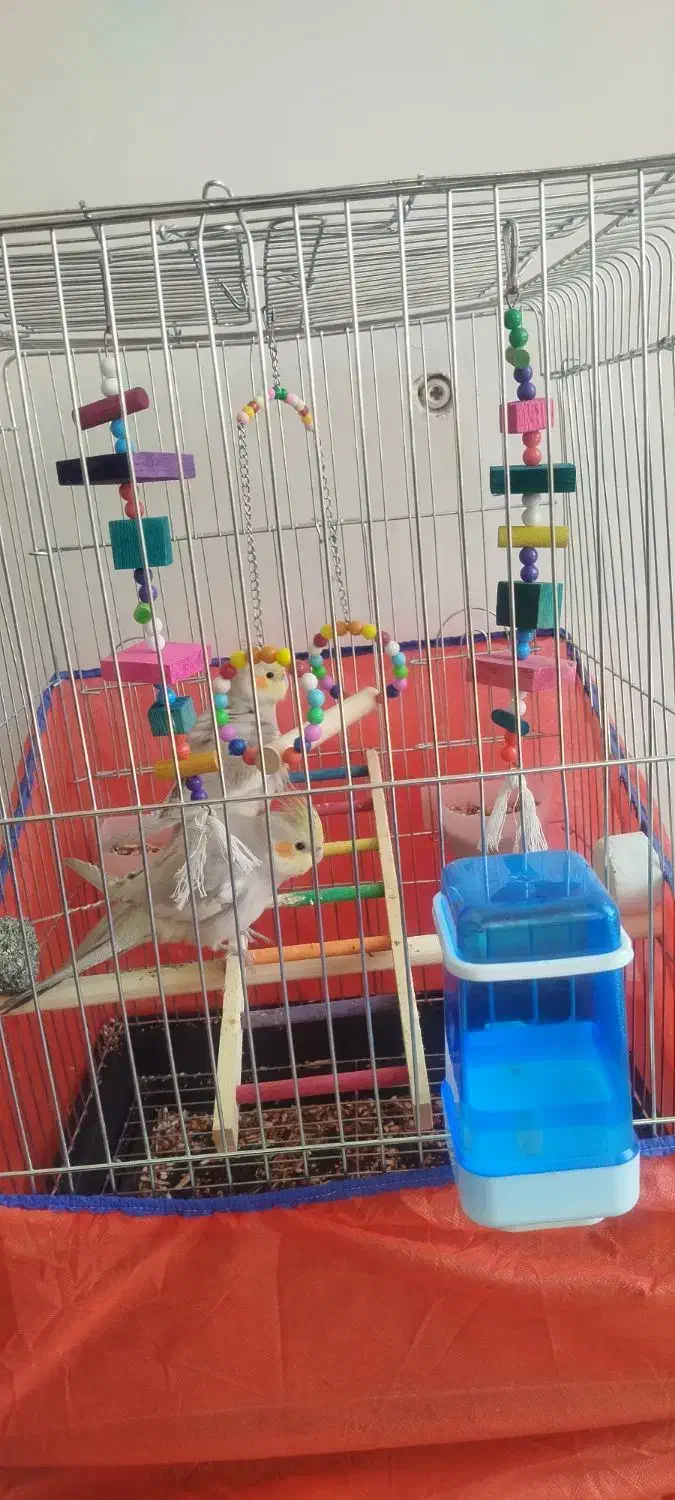 عروس هلندی|پرنده|ایلام, |دیوار