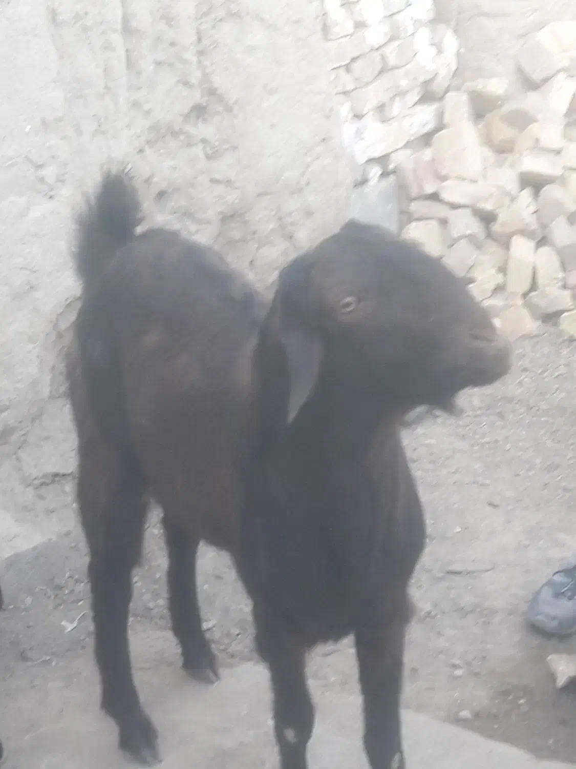 بزمری|حیوانات مزرعه|هامون, |دیوار