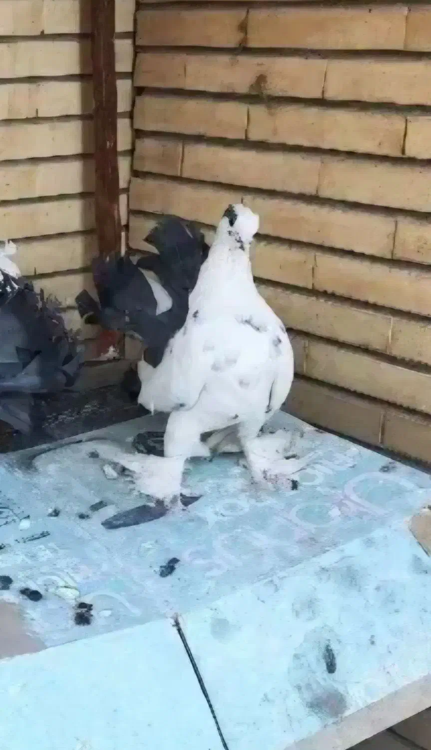 کفتر دم چتری یا دم طاووسی نر|پرنده|تهران, کوی بیمه|دیوار