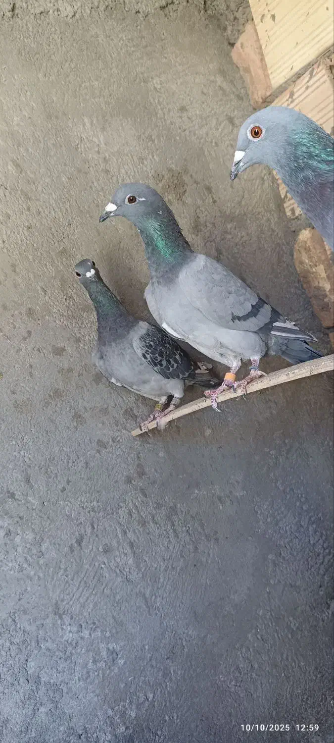 کفتر|پرنده|بیرجند, |دیوار