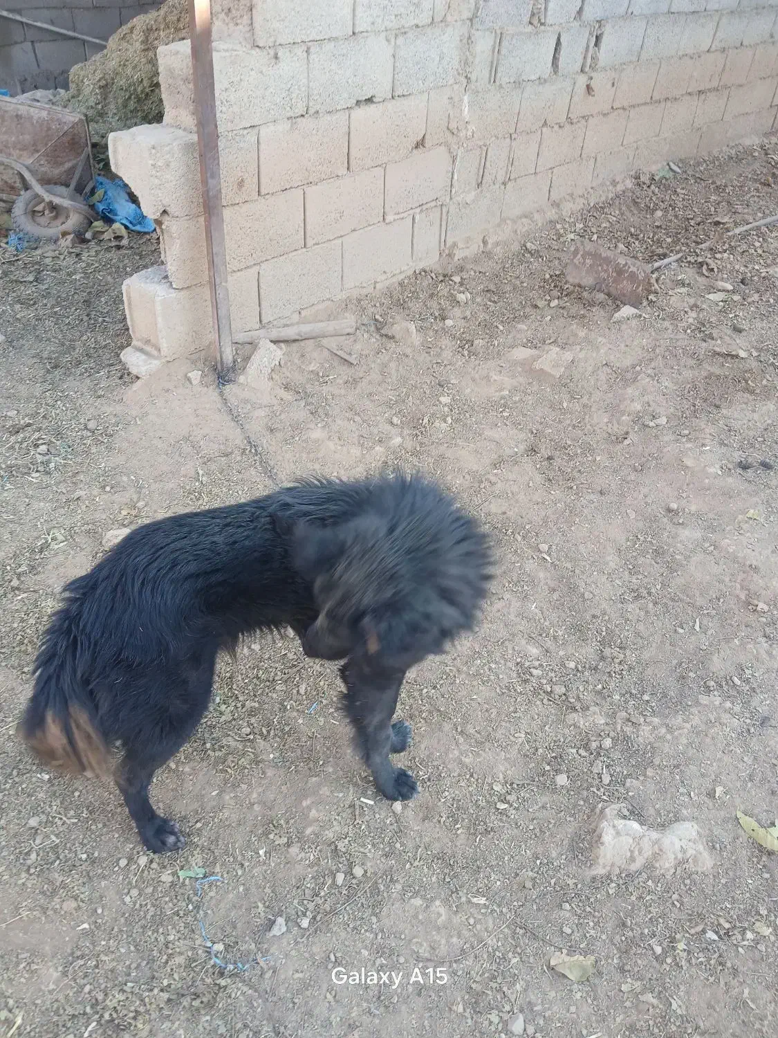 دورود بر شما خوبان نژاد گله|سگ|لاران, |دیوار