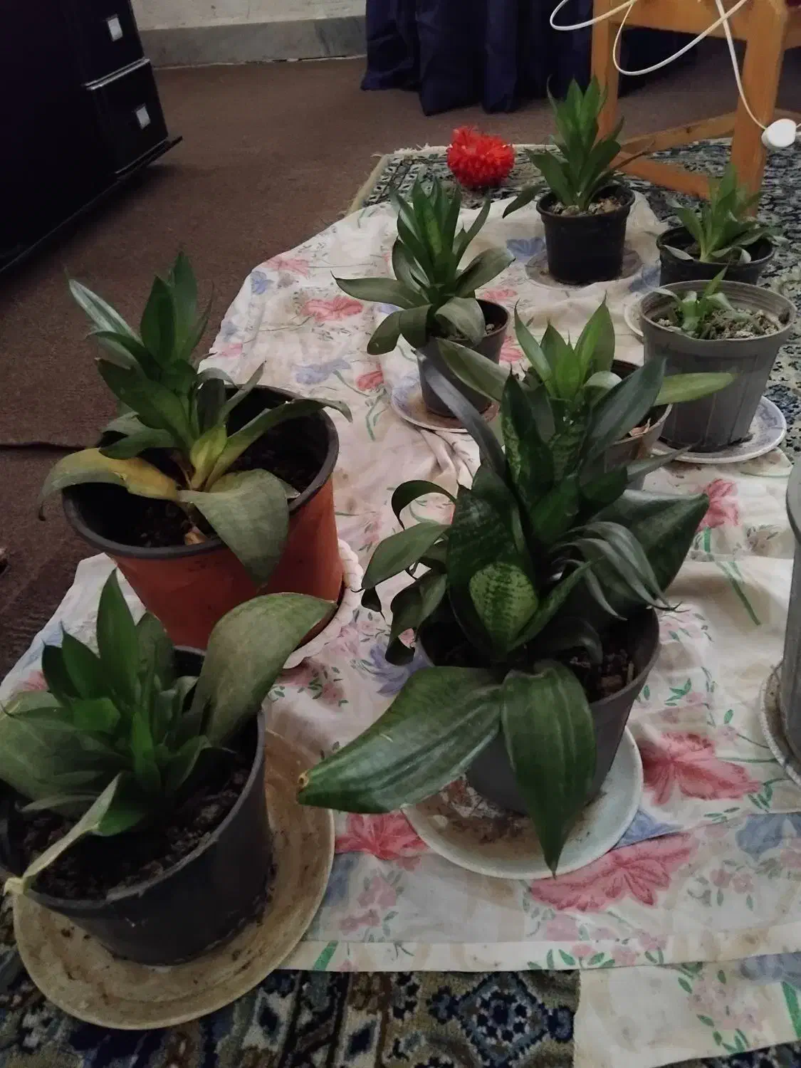 گلهای آپارتمانی|گل و گیاه طبیعی|رشت, لاکان|دیوار