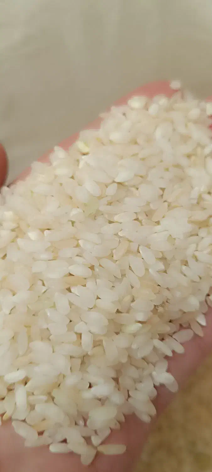 برنج|عمده‌فروشی|کوار, |دیوار