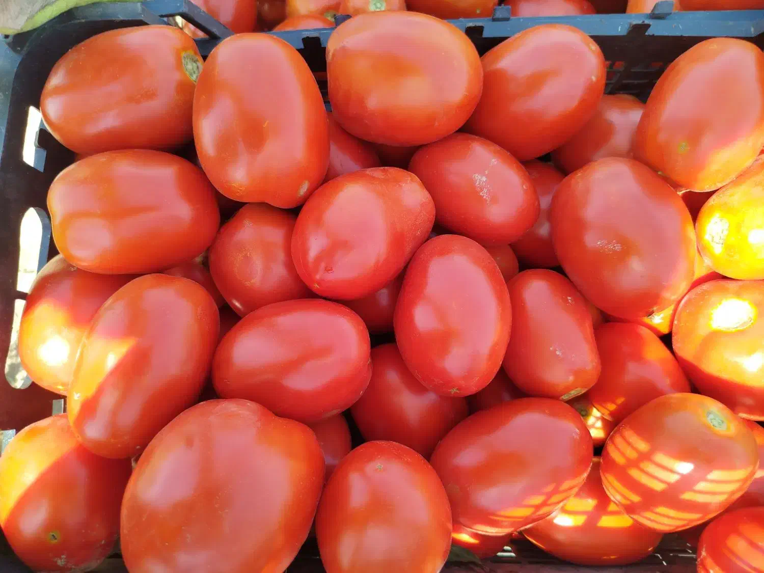 گوجه ربی روستای جهتلو (آدرس نزدیک و سر راست)|عمده‌فروشی|ارومیه, |دیوار