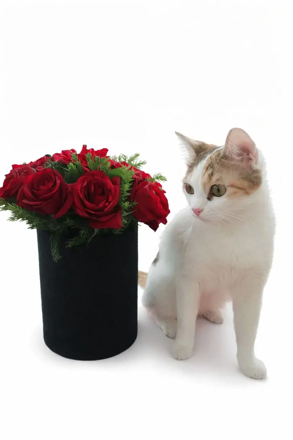 واگذاری گربه|گربه|قم, سالاریه|دیوار