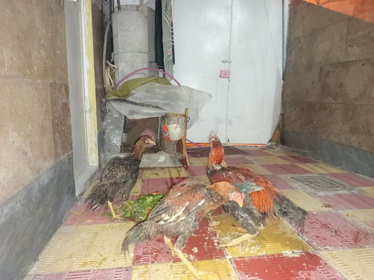 لاری  سه عدد|حیوانات|اردبیل, |دیوار