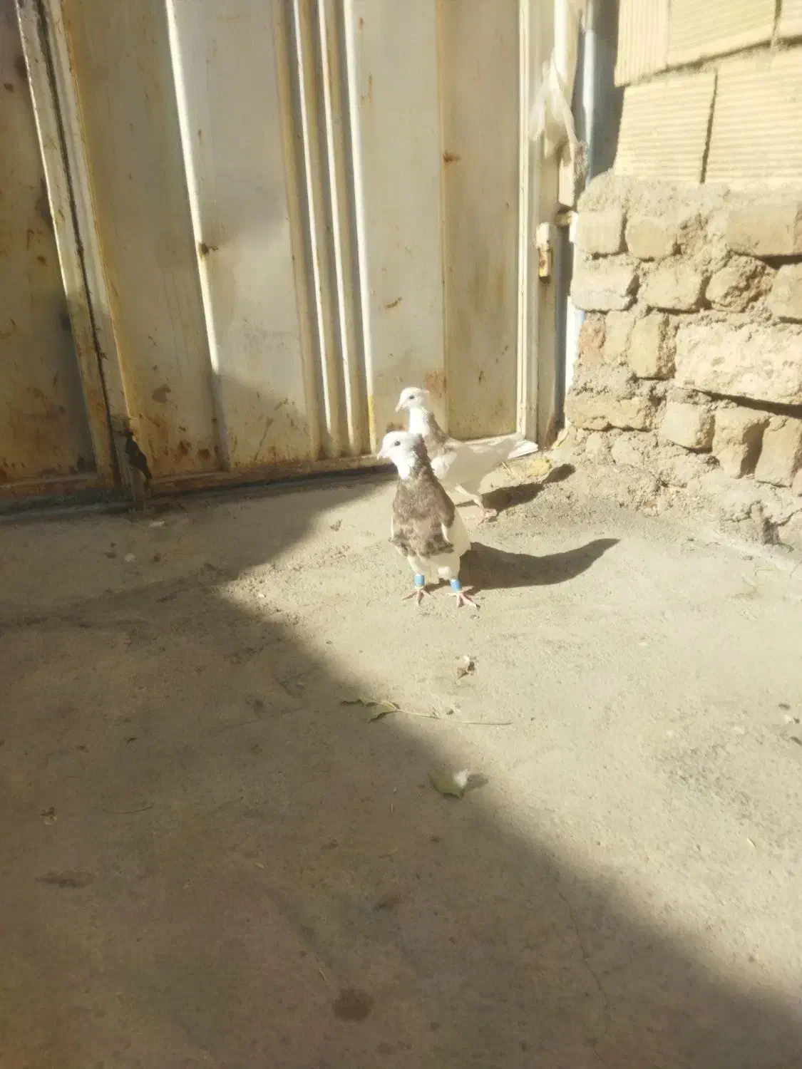 یک جفت طوقی هفت رنگ|پرنده|خرمآباد, |دیوار