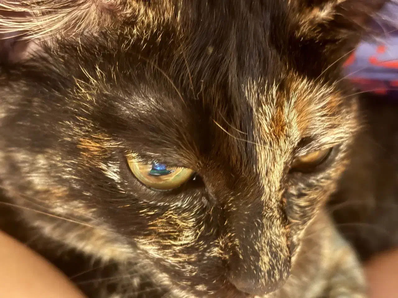 گربه کالیکو|گربه|بندر انزلی, پاسداران|دیوار