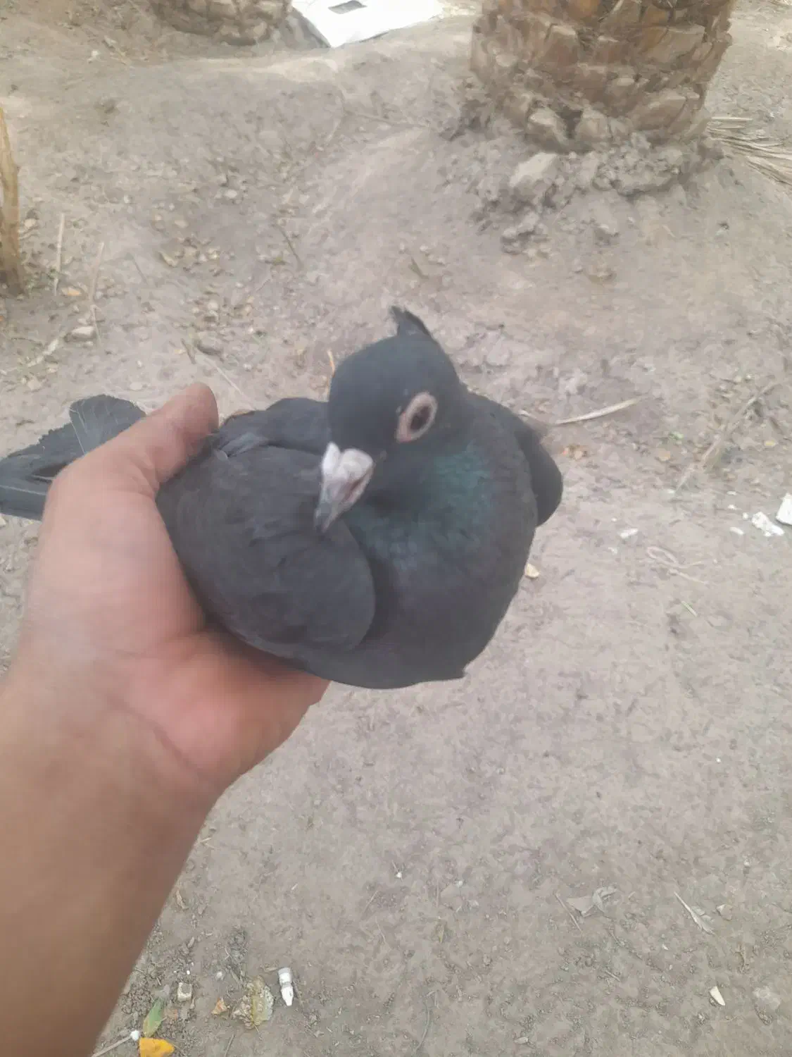 زاغ گوگ ماده|پرنده|بم, |دیوار