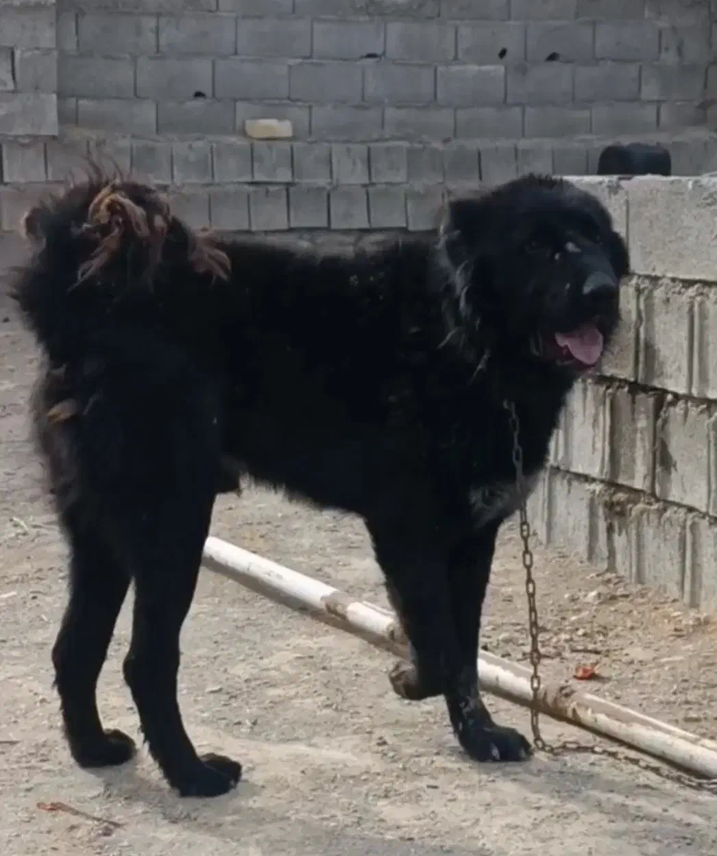 واگذاری سگ گله|سگ|داران, |دیوار