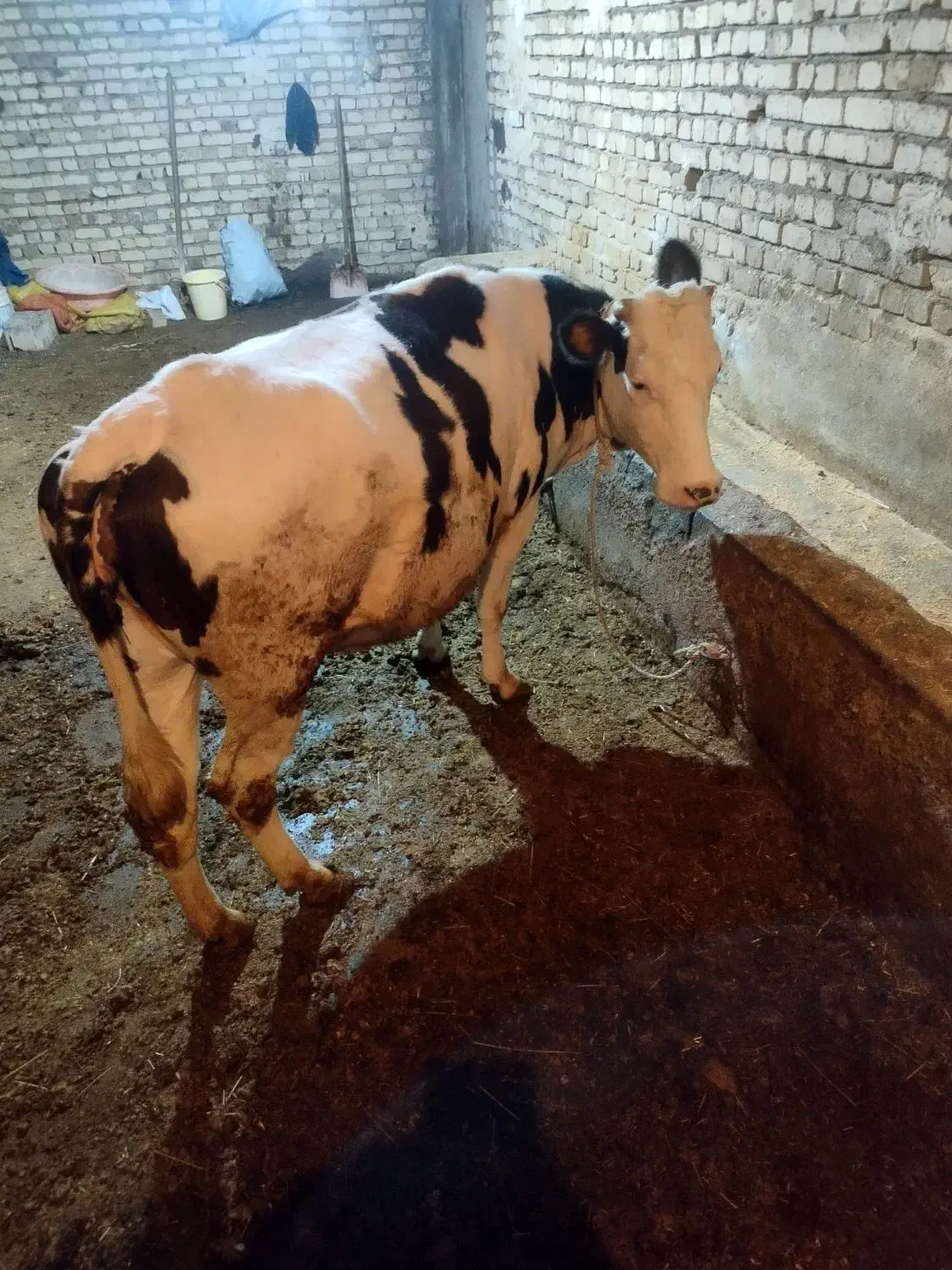 گاو|حیوانات مزرعه|نظر کهریزی, |دیوار