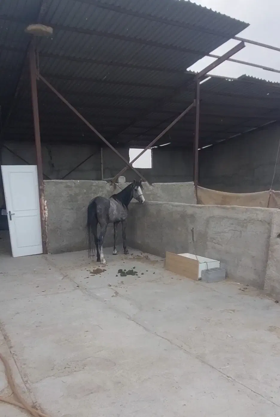 اسب کرد نریون|اسب و تجهیزات اسب‌سواری|قرچک, صالح آباد|دیوار