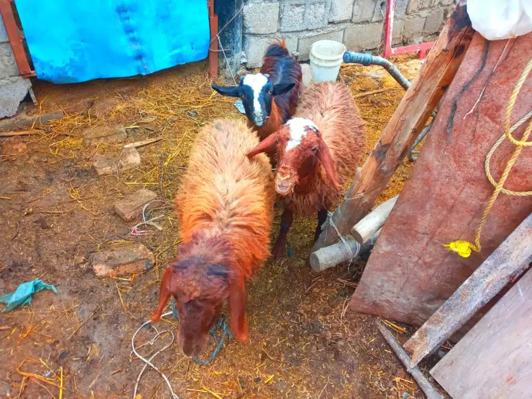 بره پرواری جنس خوب|حیوانات مزرعه|خان ببین, |دیوار