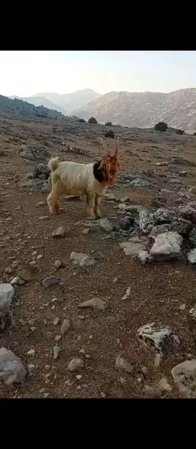 میش بره بیگ دوبر|حیوانات مزرعه|اندیکا, |دیوار