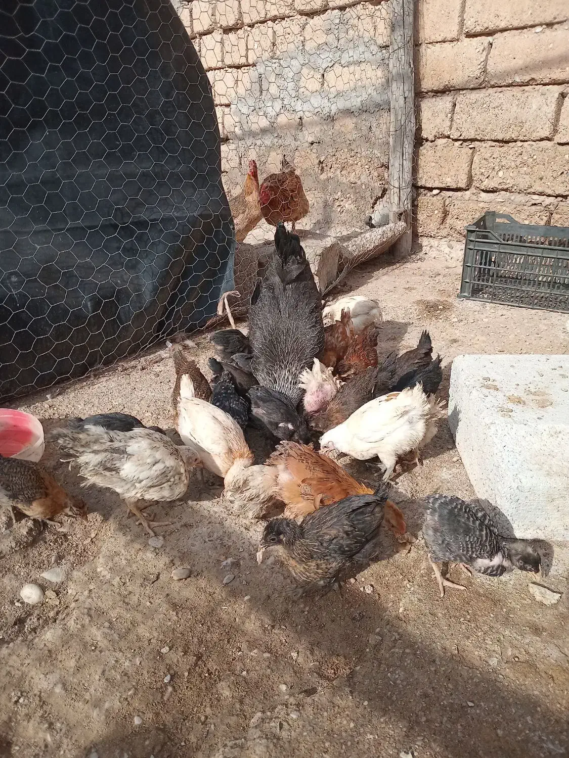 جوجه|حیوانات مزرعه|گتوند, |دیوار