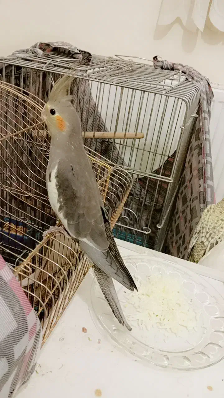 یک جفت عروس با یک  جوجه|پرنده|هرسین, |دیوار