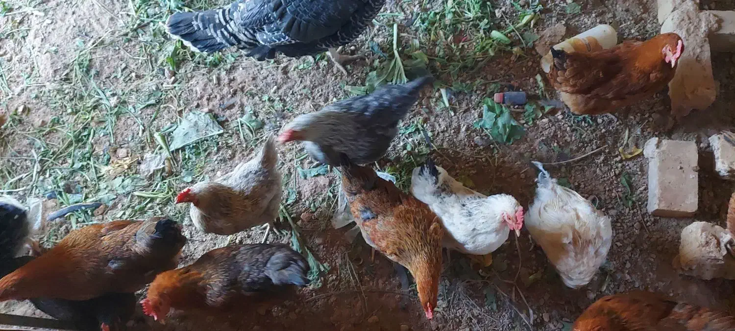 مرغ تخمگذار|حیوانات مزرعه|شیراز, حومه شیراز|دیوار