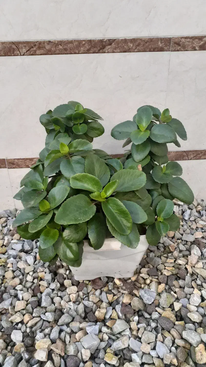 گلهای طبیعی سانسوریا ویشم|گل و گیاه طبیعی|بندر انزلی, چهارفریضه|دیوار