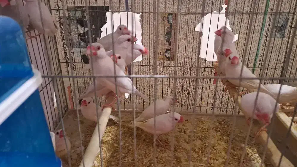 فنج نرگسی کرم لایت چشم قرمز جفت یک میلیون و هشتصد|پرنده|بندرعباس, |دیوار