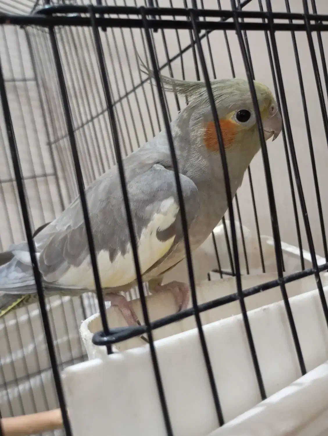 معاوضه ماده عروس هلندی با نر|پرنده|تهران, مشیریه|دیوار