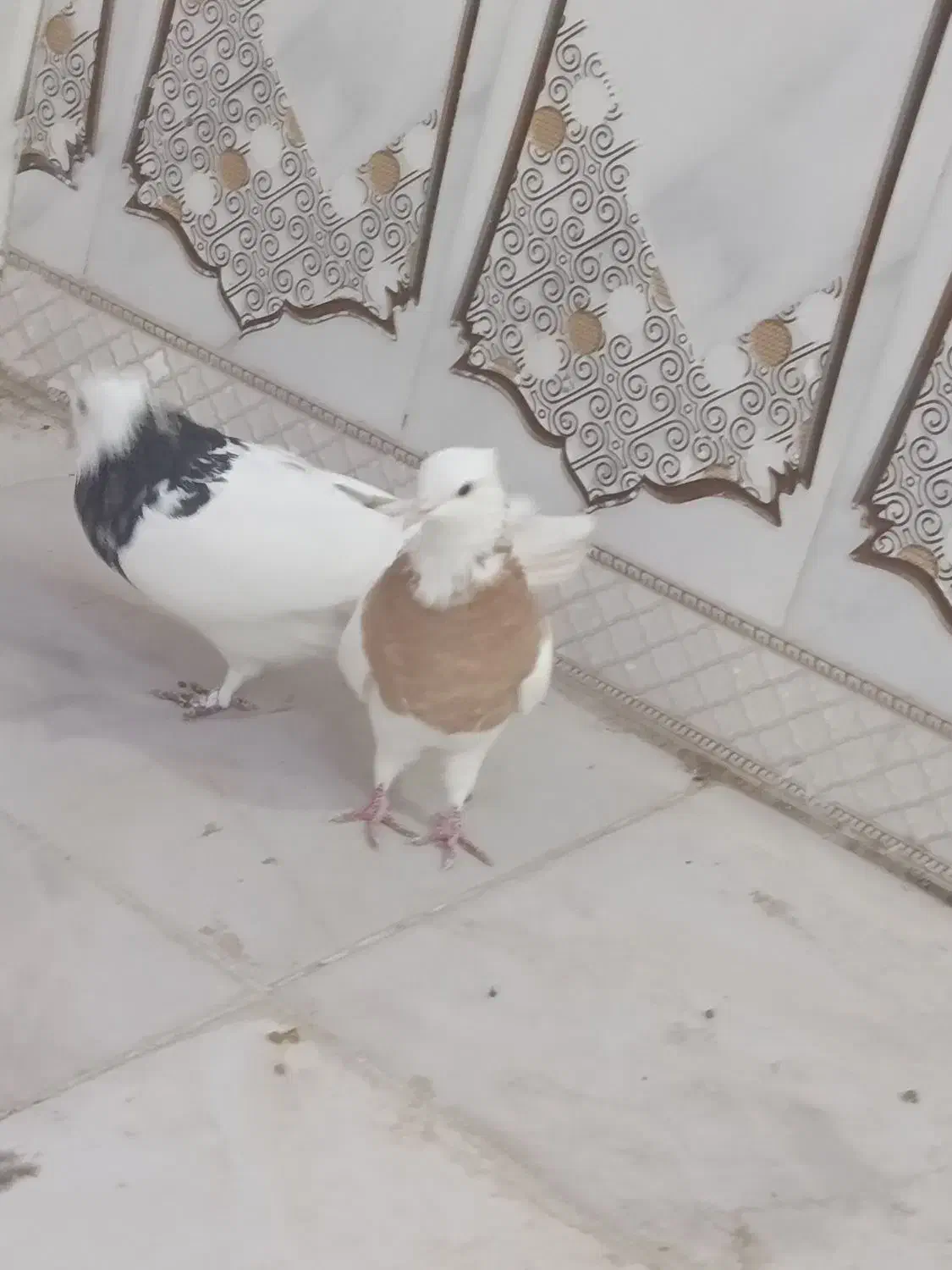 دو عدد طوقی گرفتنی صفت|پرنده|اهواز, فتح|دیوار