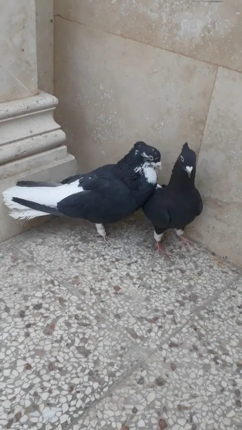 شامی ودم سفید کاکلی نروماده طوقی کله سینه کلاغ|پرنده|مشهد, آزادشهر|دیوار