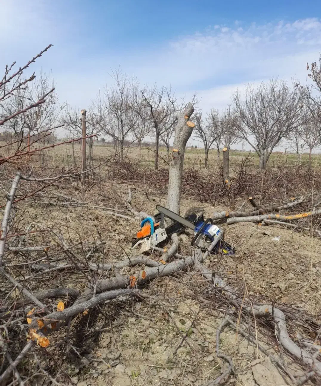 خرید انواع چوپ|خدمات باغبانی و درختکاری|نیشابور, سرآب کوشک|دیوار