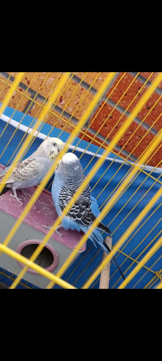 یک جفت مرغ عشق تخمگذار تضمینی|پرنده|شاهینشهر, شهرک گلدیس|دیوار