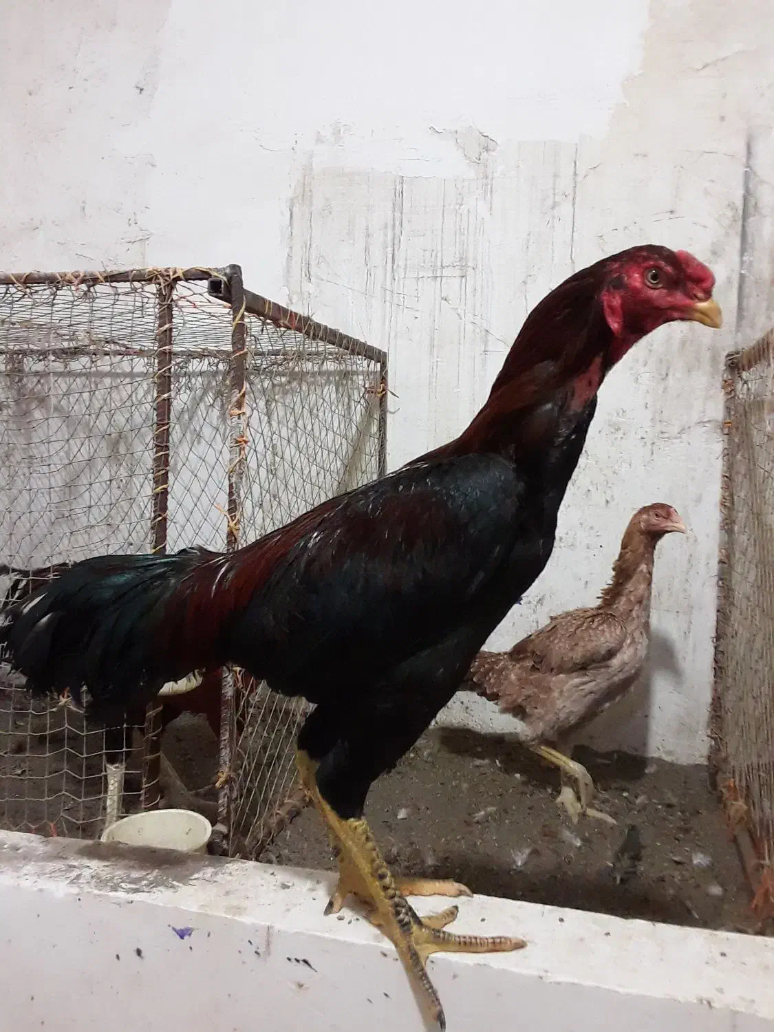 جوجه لاری|حیوانات مزرعه|رشت, لاکان شهر|دیوار