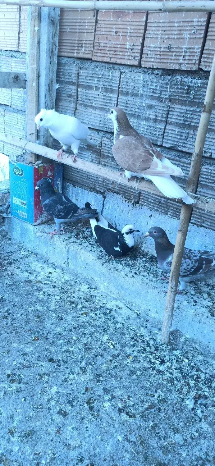 کفتر|پرنده|گرگان, |دیوار