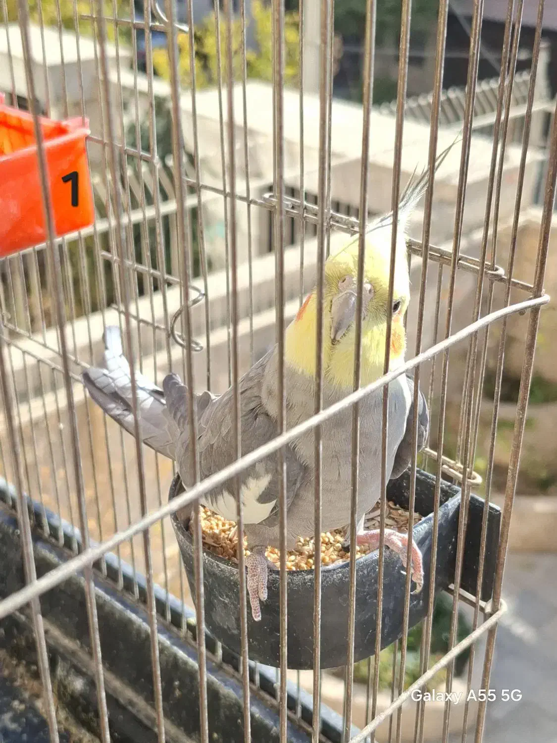 عروس هلندی فوری|پرنده|پردیس, فاز ۲|دیوار