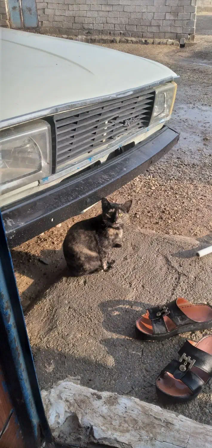 گربه|گربه|کارون, |دیوار