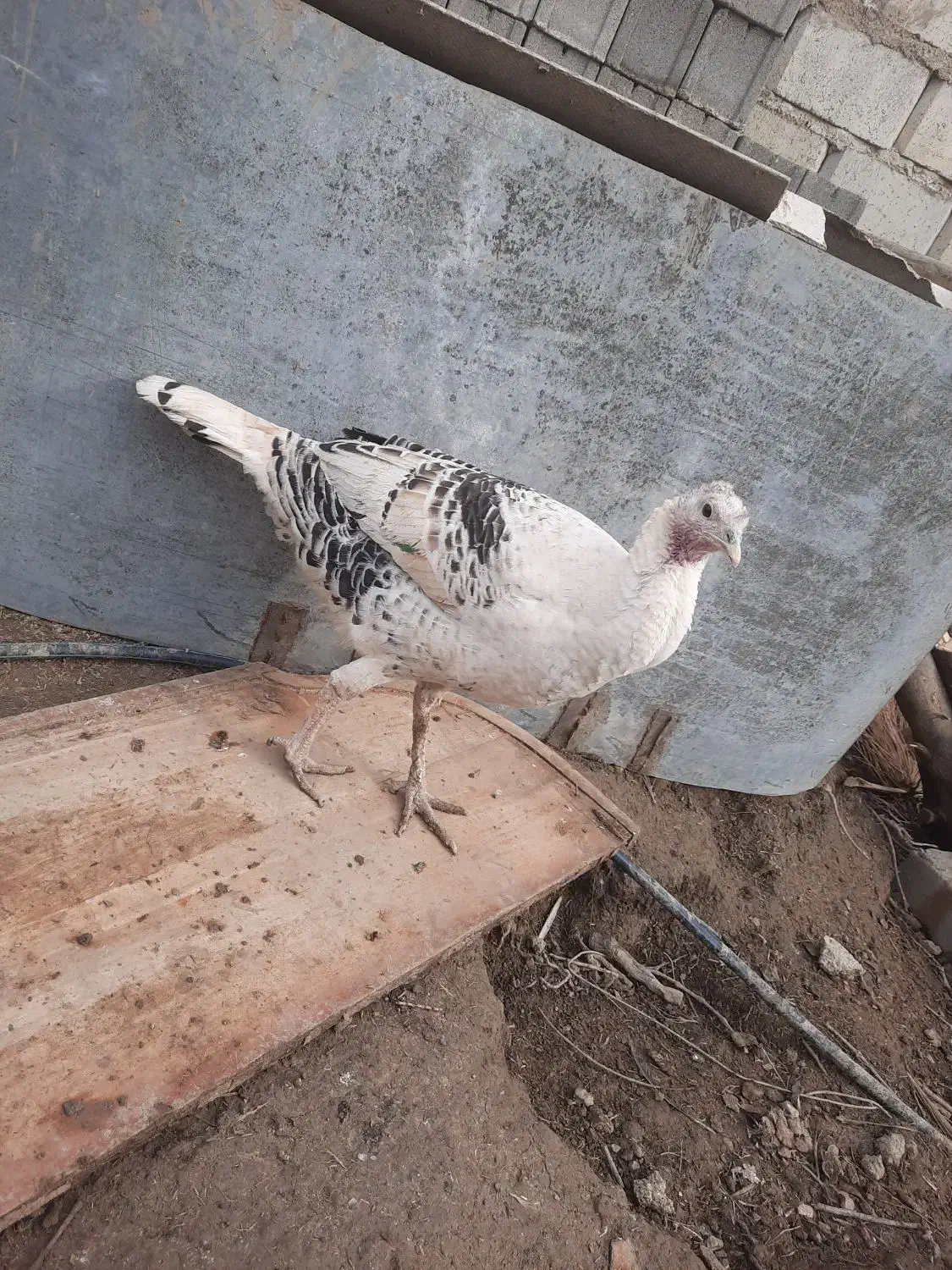 بوقلمون نر و ماده|حیوانات مزرعه|گنبد کاووس, |دیوار